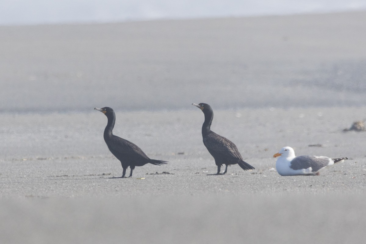 Double-crested Cormorant - ML620612601