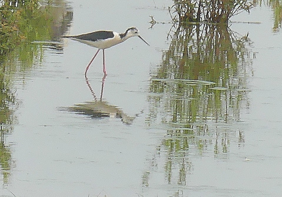 Black-winged Stilt - ML620612602