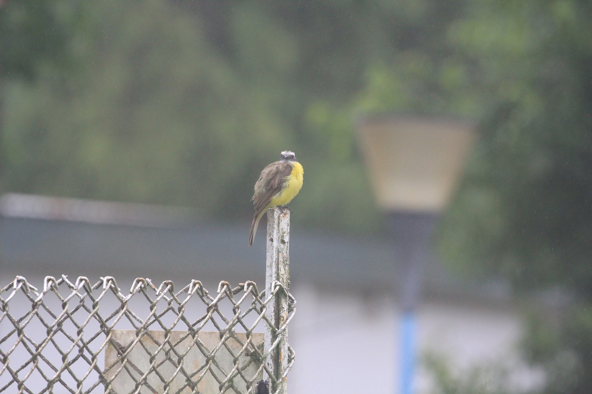 passerine sp. - ML620612603