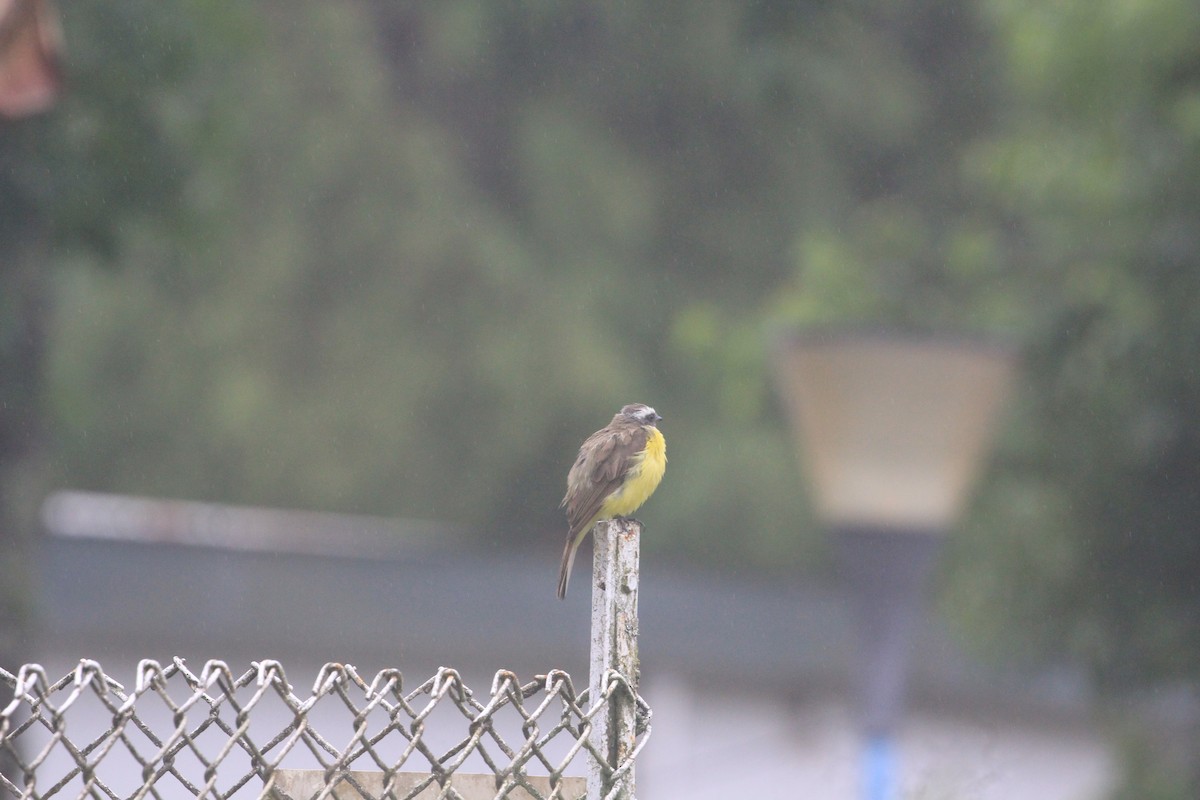 passerine sp. - ML620612605