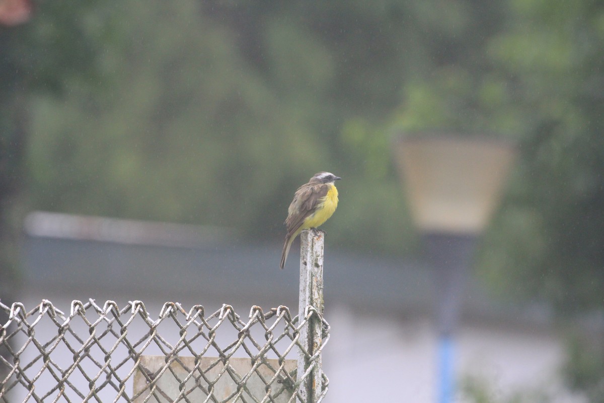 passerine sp. - ML620612606