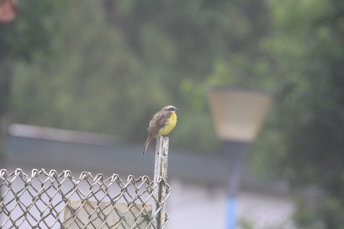 passerine sp. - ML620612608