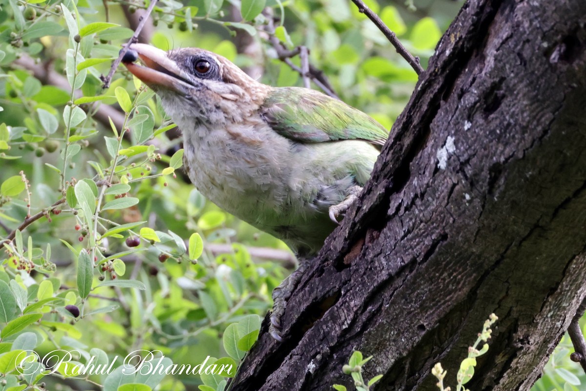 White-cheeked Barbet - ML620612611