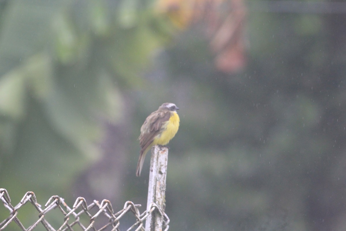 passerine sp. - ML620612612