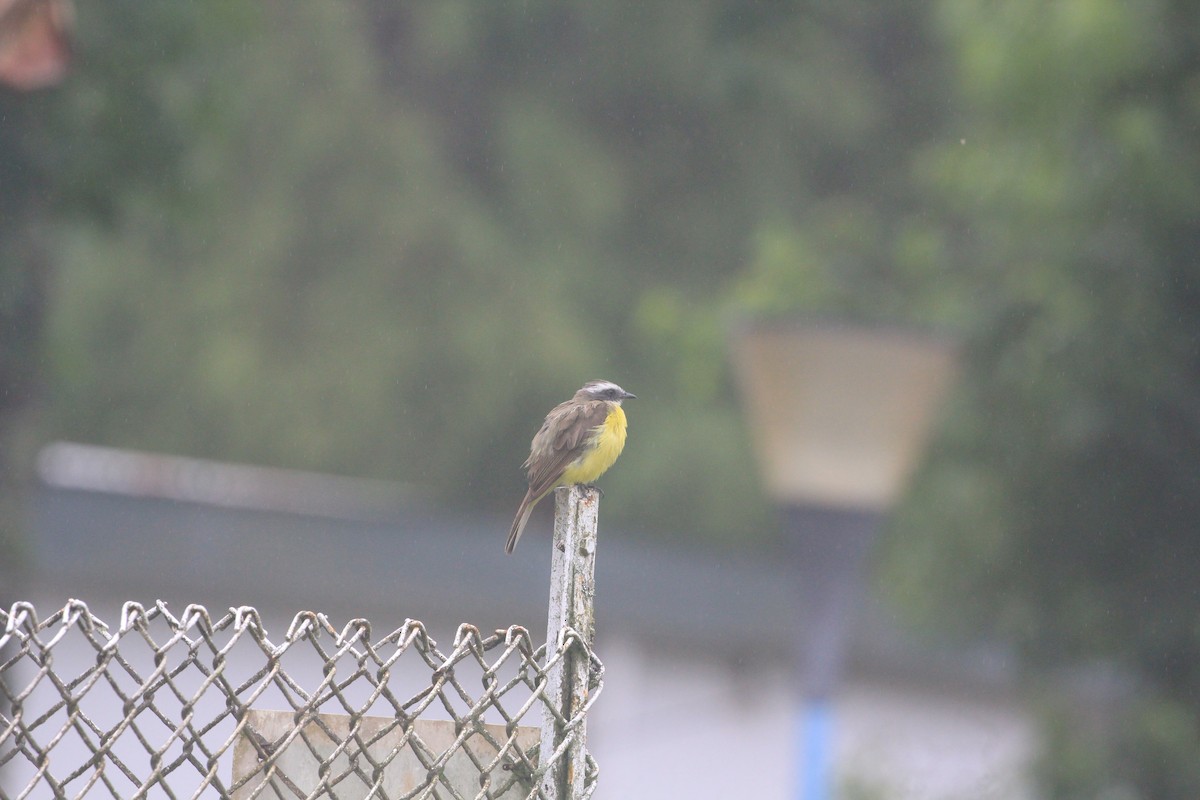 passerine sp. - ML620612613