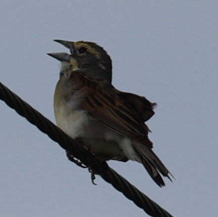 Dickcissel - ML620612615