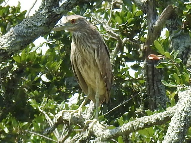 Black-crowned Night Heron - ML620612616