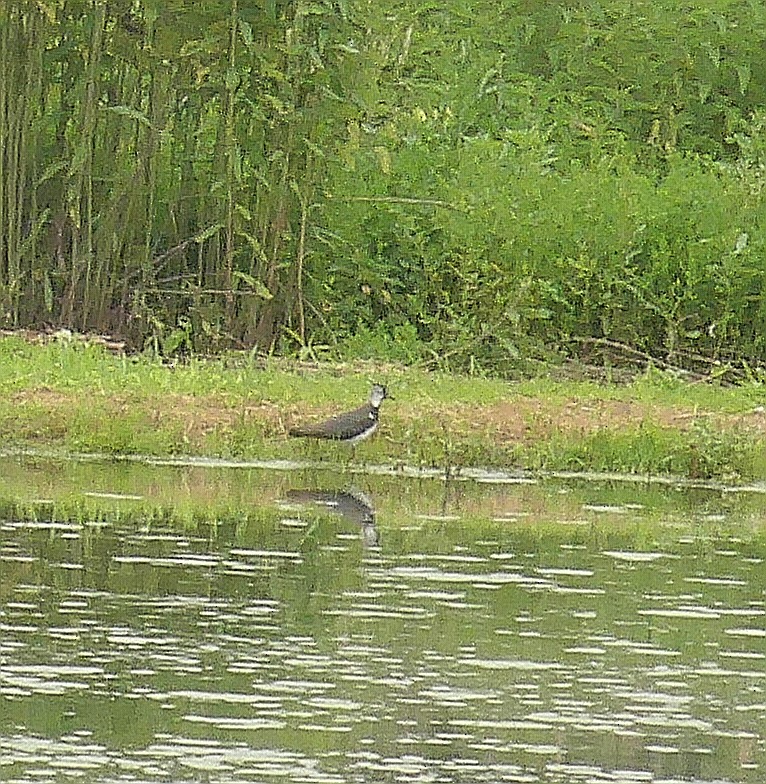 Northern Lapwing - ML620612621