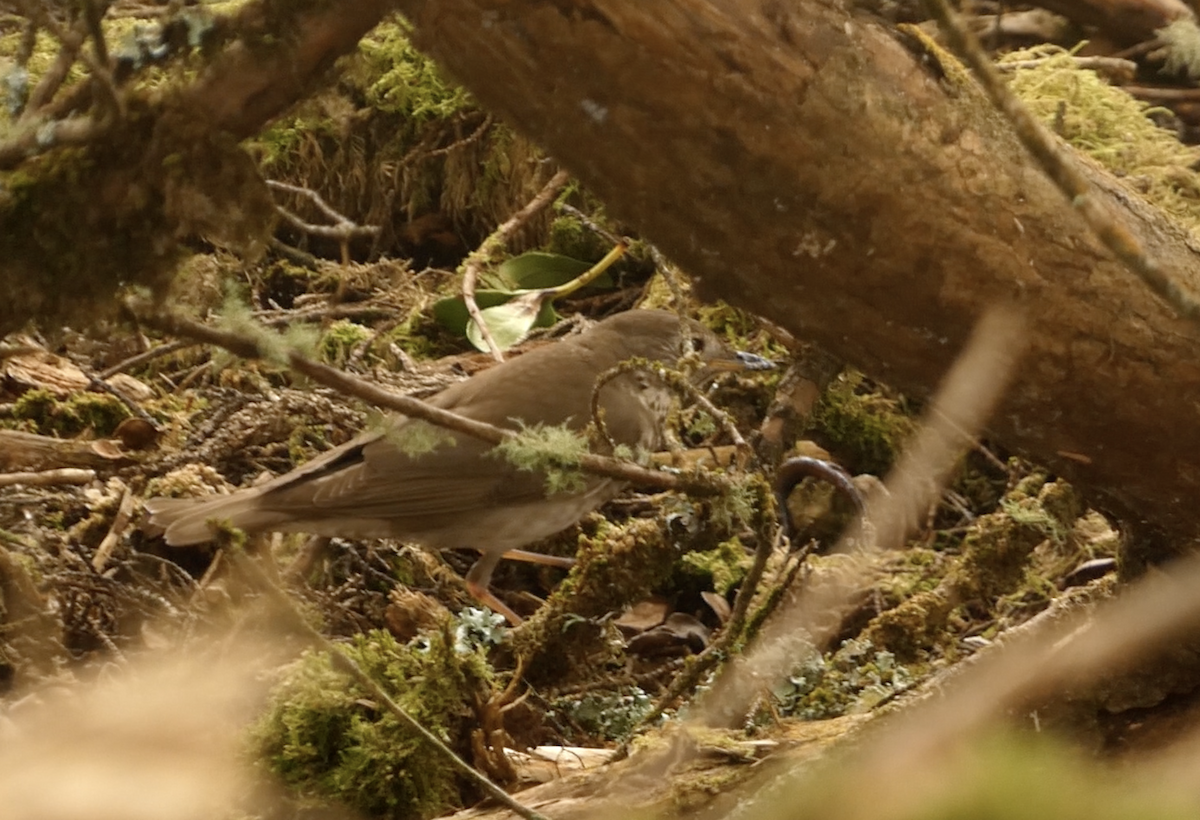 Gray-cheeked Thrush - ML620612622