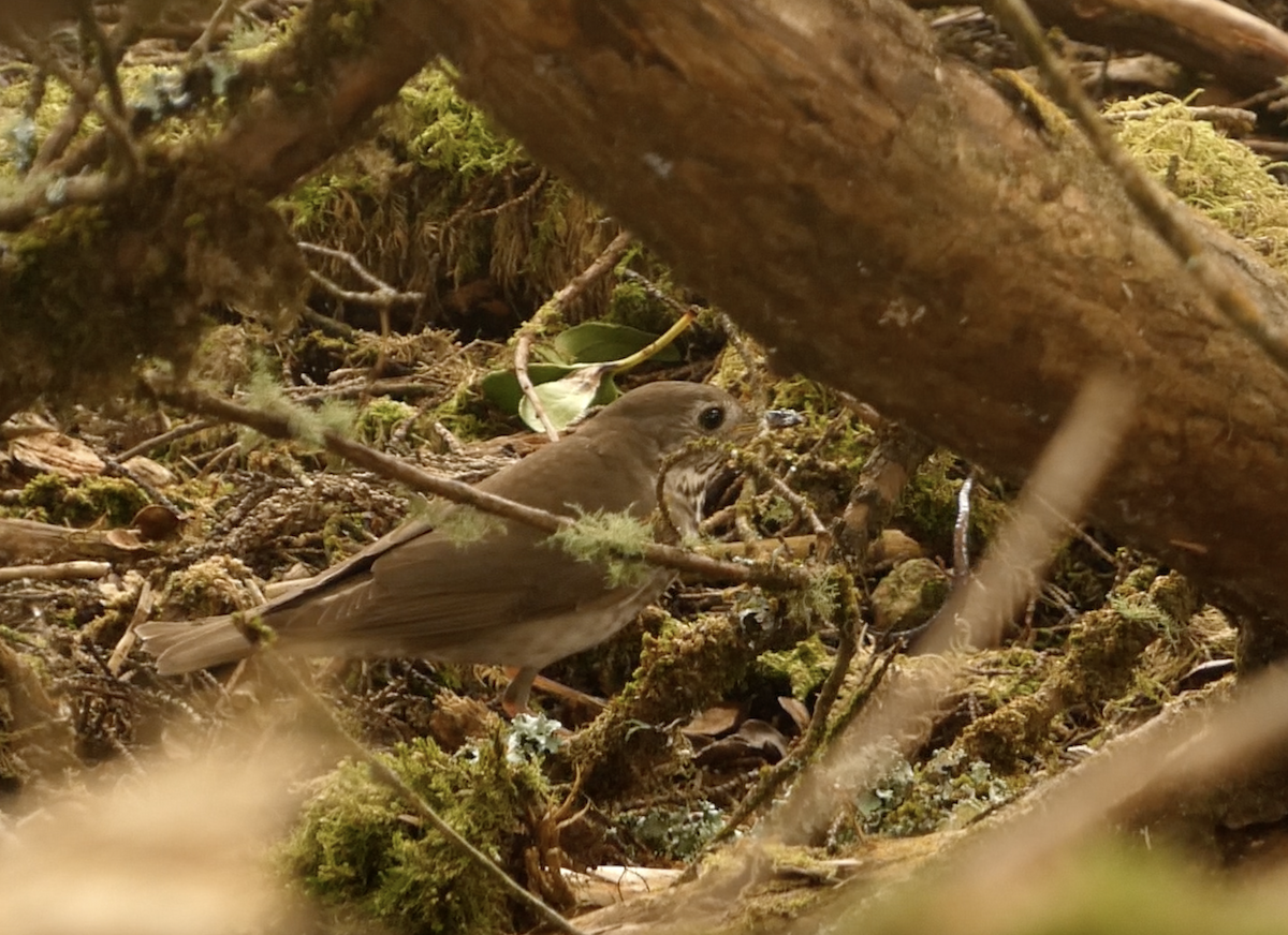 Gray-cheeked Thrush - ML620612623