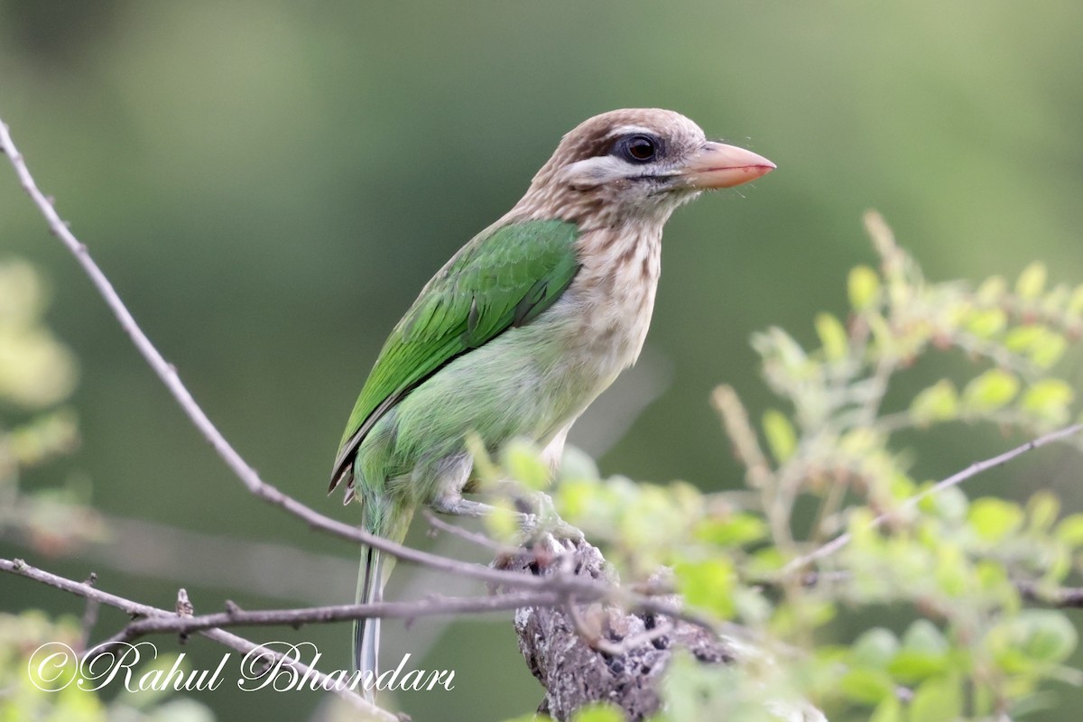 White-cheeked Barbet - ML620612625