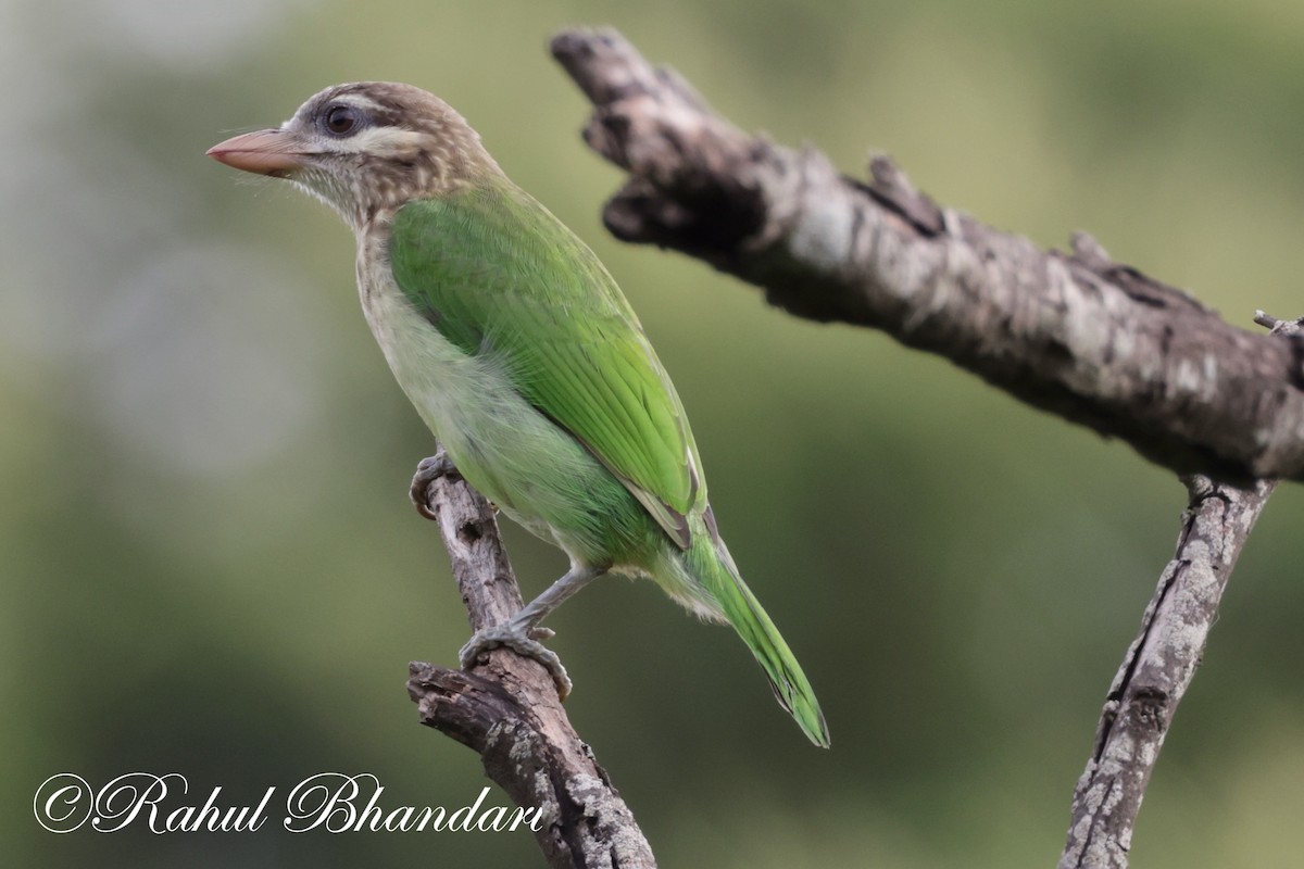 White-cheeked Barbet - ML620612626