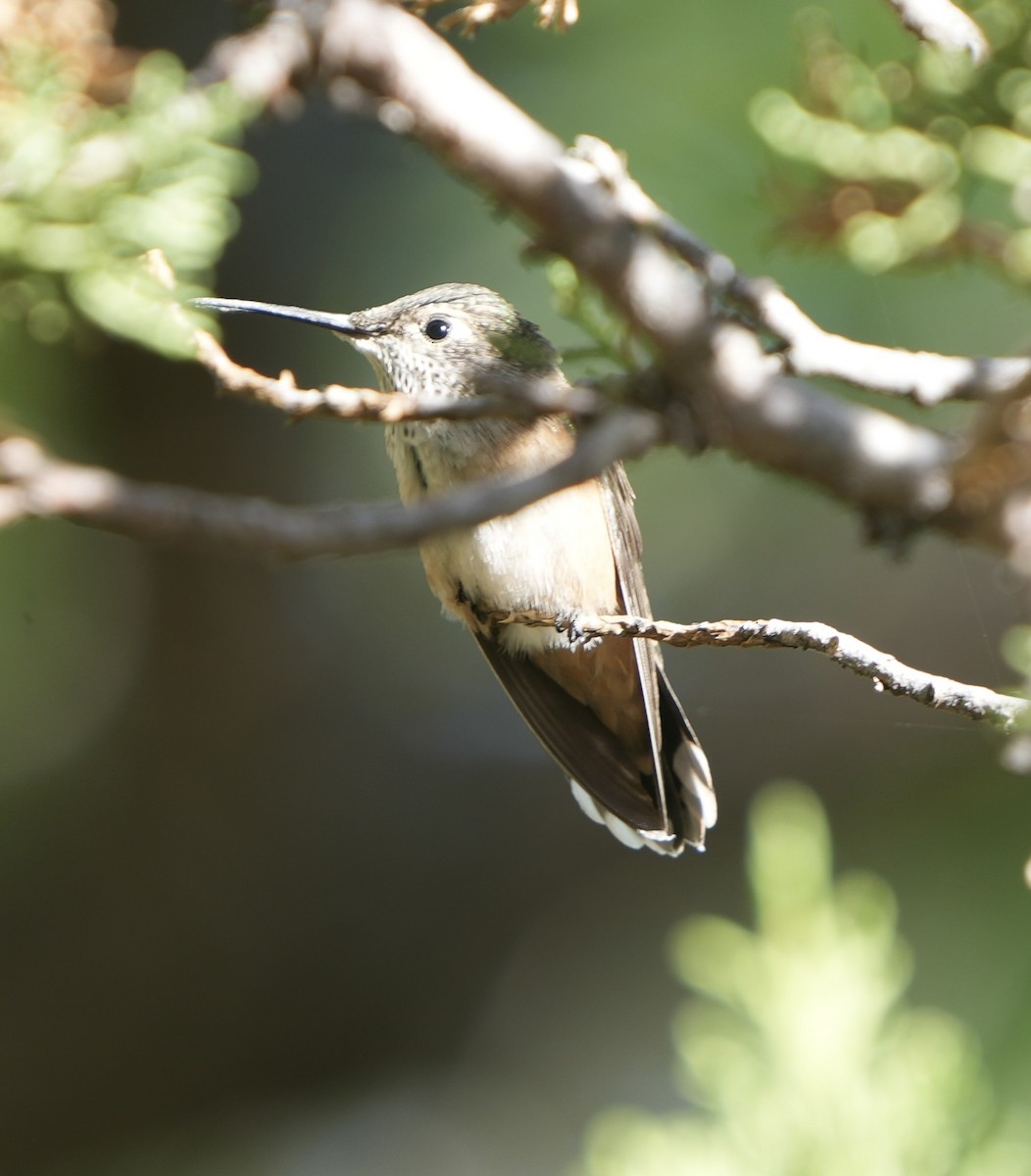 Broad-tailed Hummingbird - ML620612627