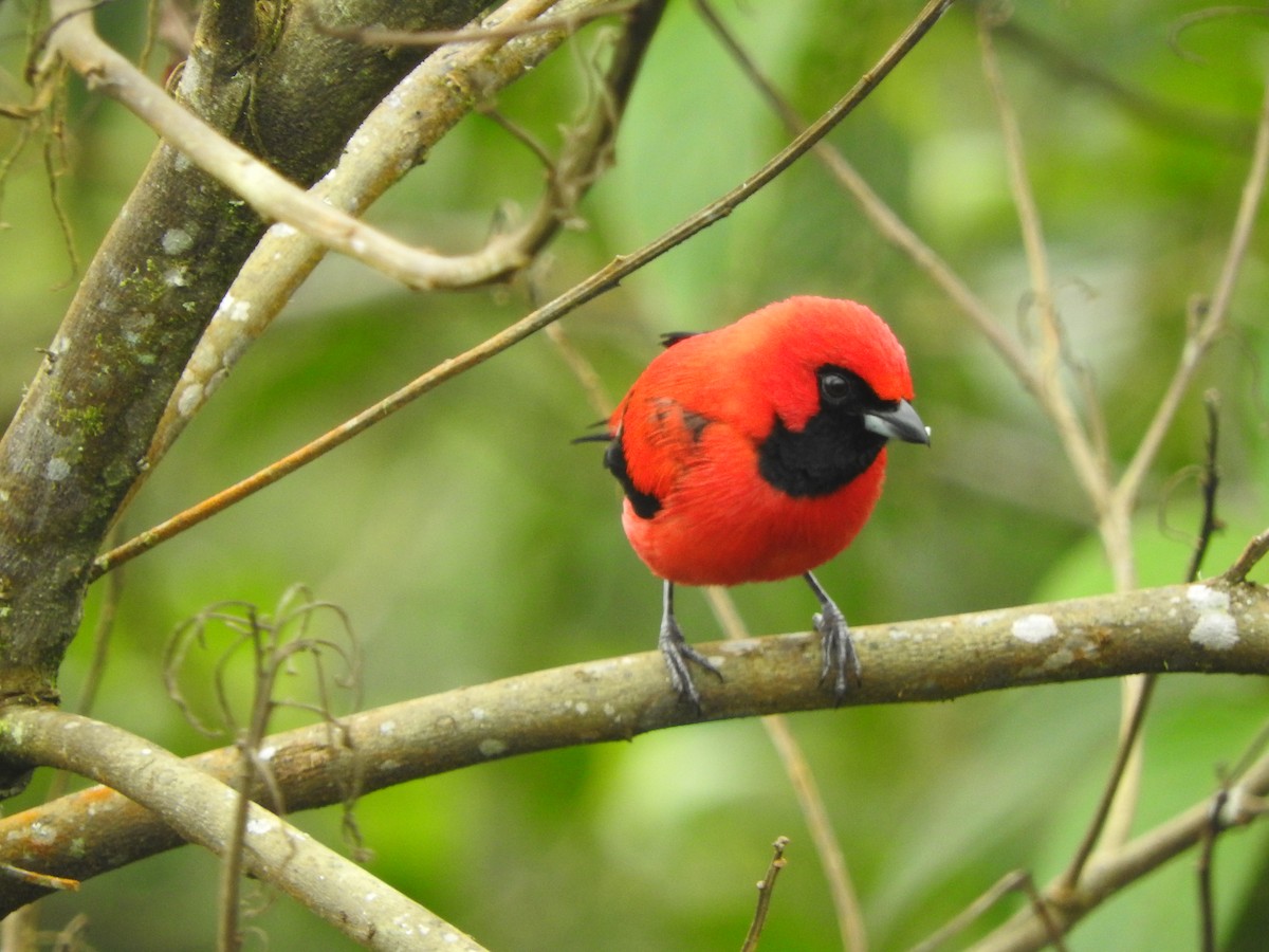 Vermilion Tanager - Agustin Carrasco