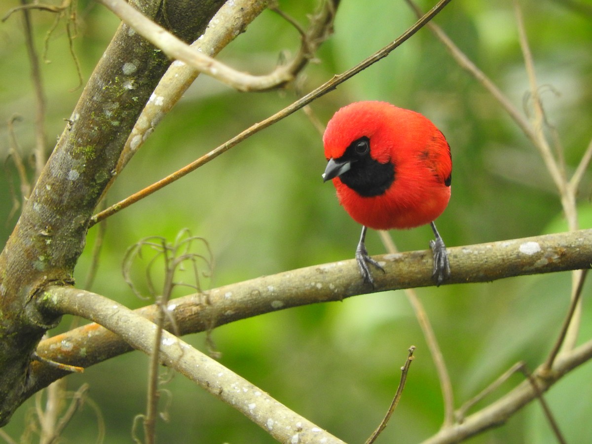 Vermilion Tanager - ML620612629