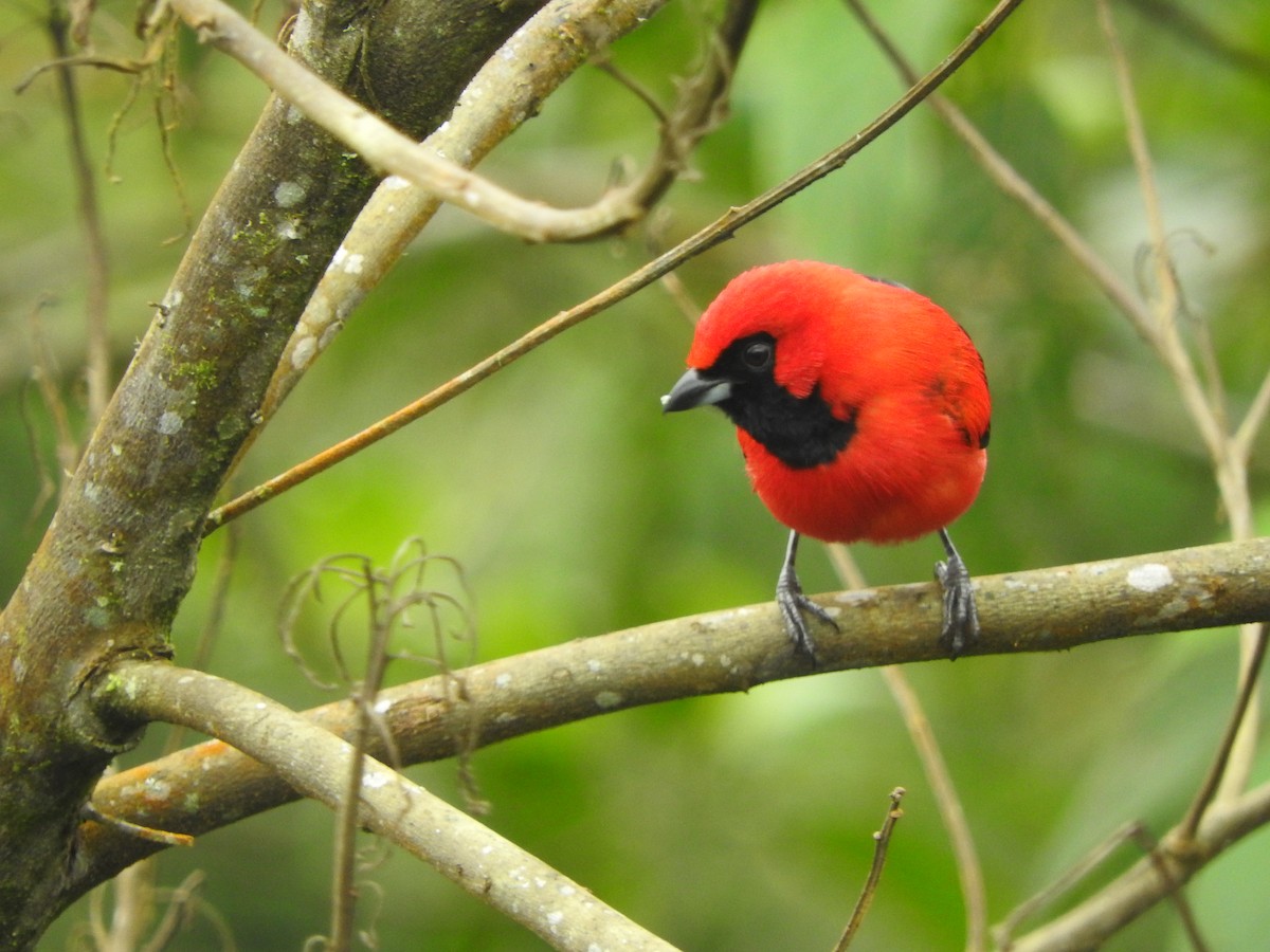 Vermilion Tanager - Agustin Carrasco