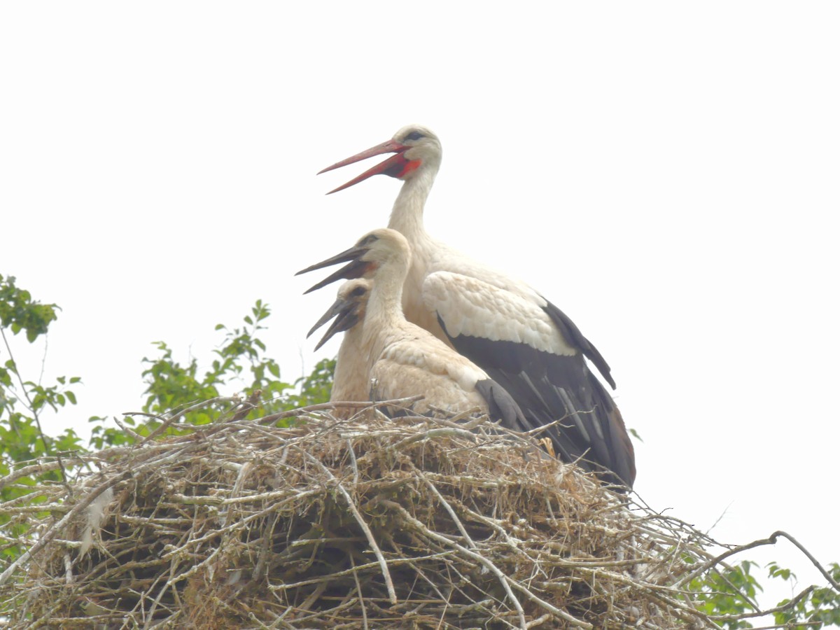 White Stork - ML620612631