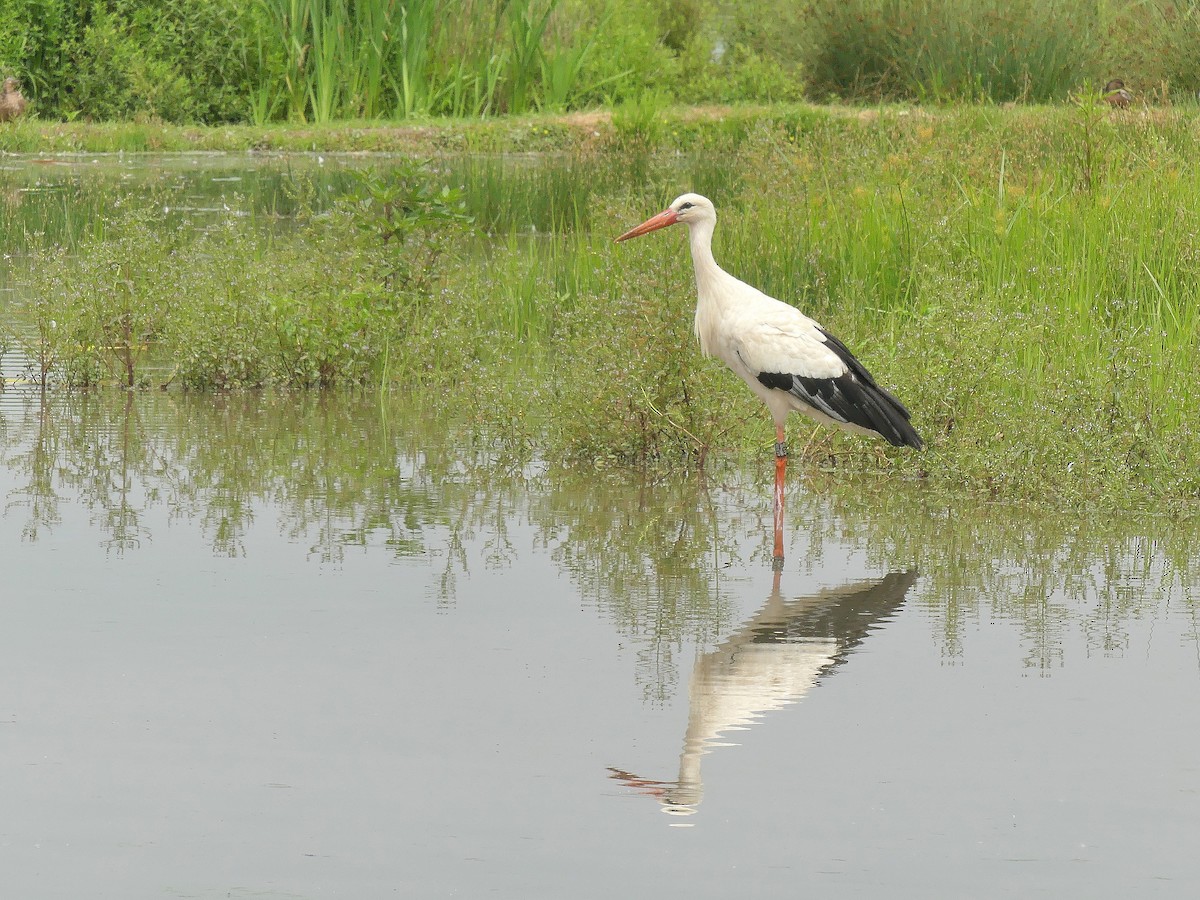 Cigogne blanche - ML620612632