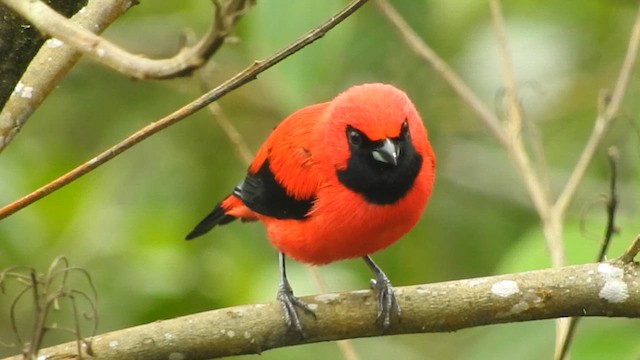 Vermilion Tanager - ML620612633