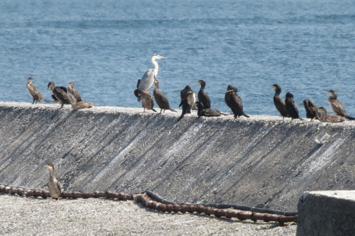 European Shag - Antonina V