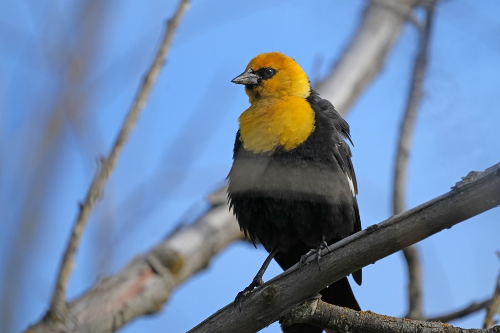 Yellow-headed Blackbird - ML620612635