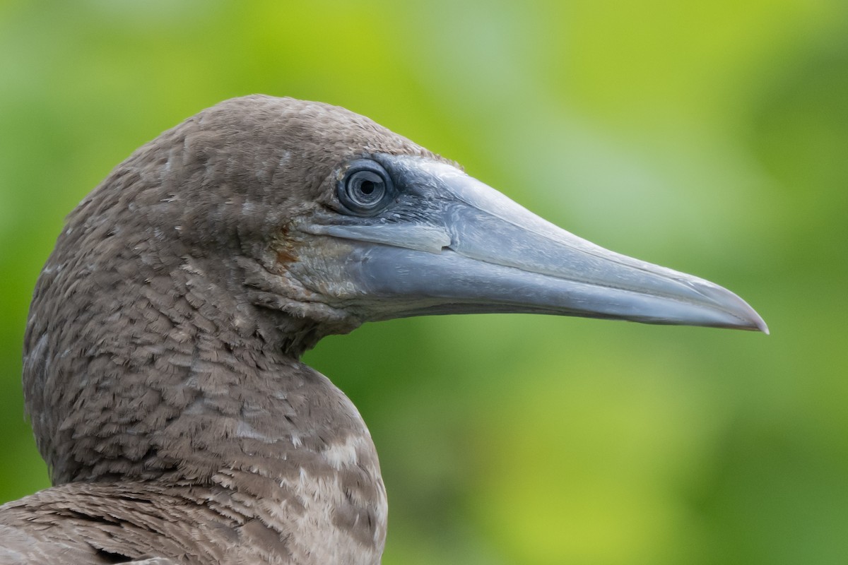 Brown Booby - ML620612636