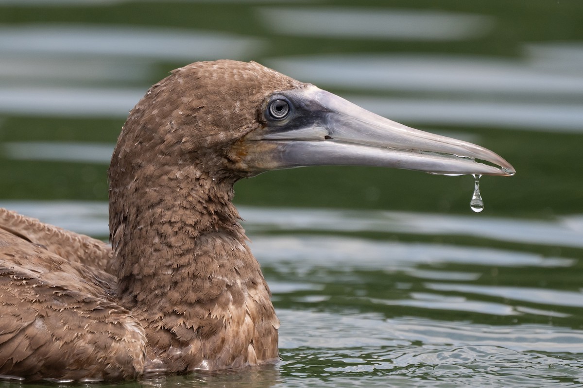 Brown Booby - ML620612638