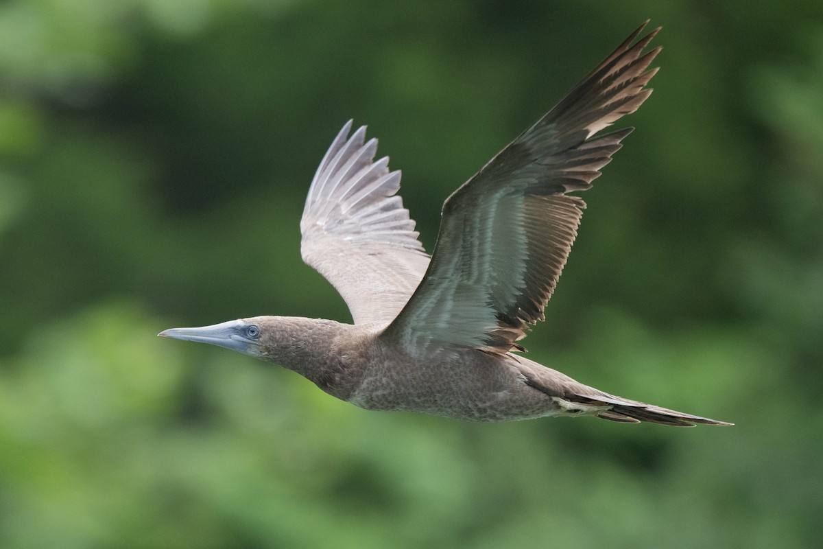 Brown Booby - ML620612640