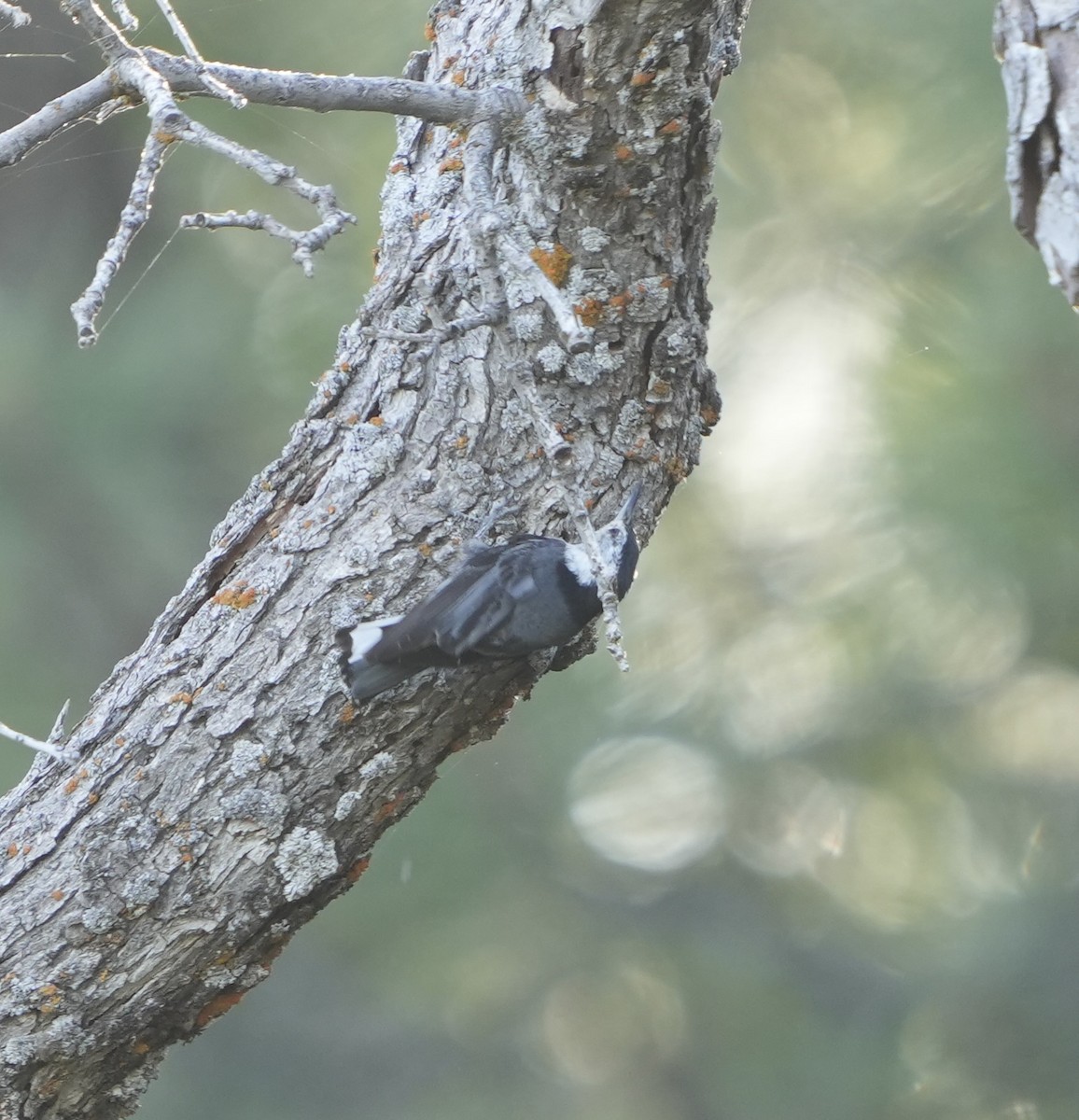 White-breasted Nuthatch (Interior West) - ML620612642