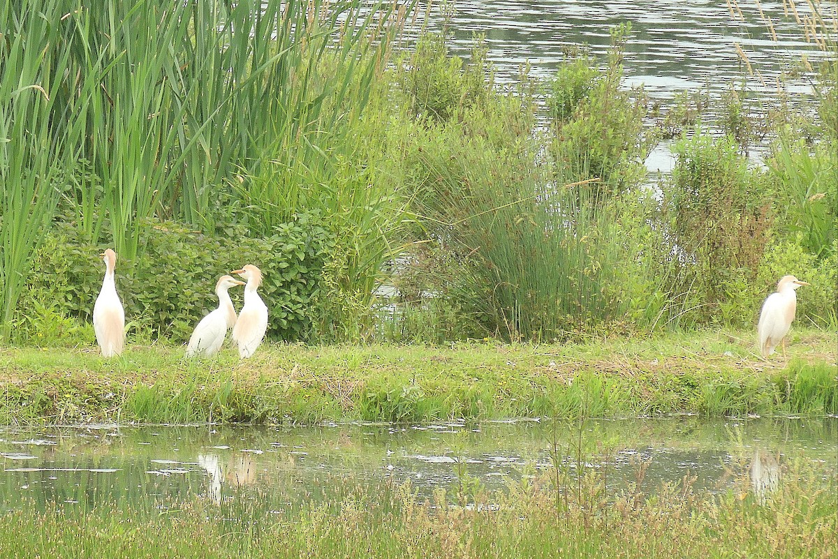 Western Cattle Egret - ML620612643