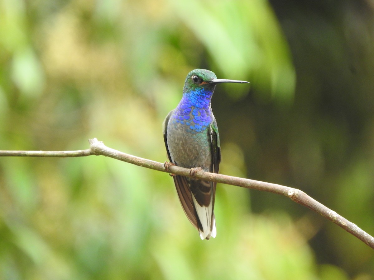 Colibrí de Bouguer Oriental - ML620612644