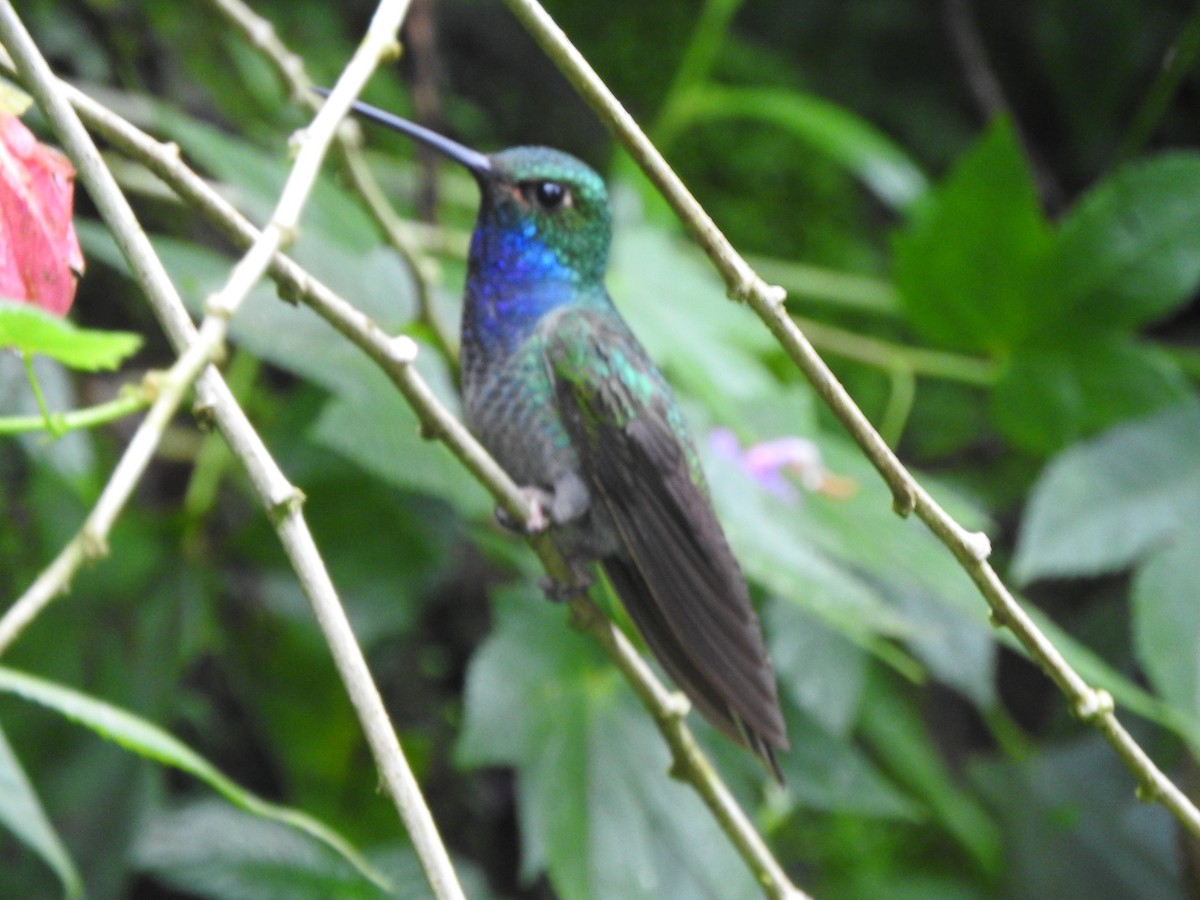 kolibřík zelenohřbetý - ML620612646