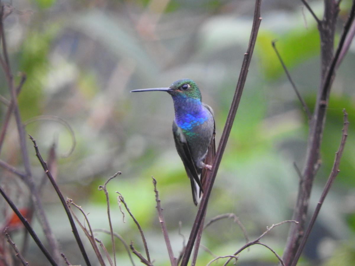 Colibrí de Bouguer Oriental - ML620612648