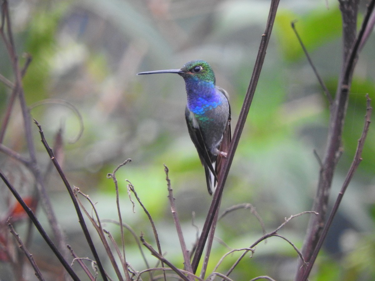 Green-backed Hillstar - ML620612650