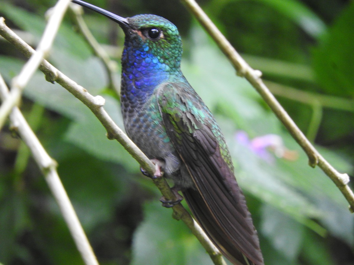 Colibrí de Bouguer Oriental - ML620612651