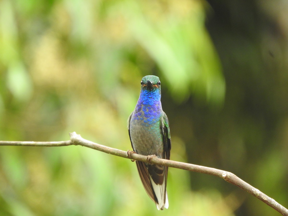 Green-backed Hillstar - ML620612653