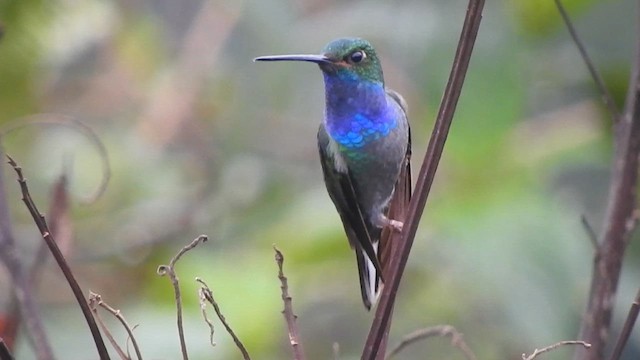 Colibri à queue blanche - ML620612655