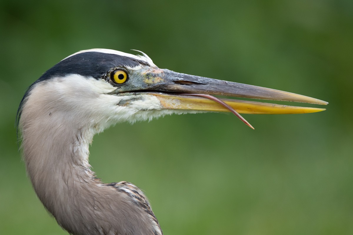 Great Blue Heron - ML620612658