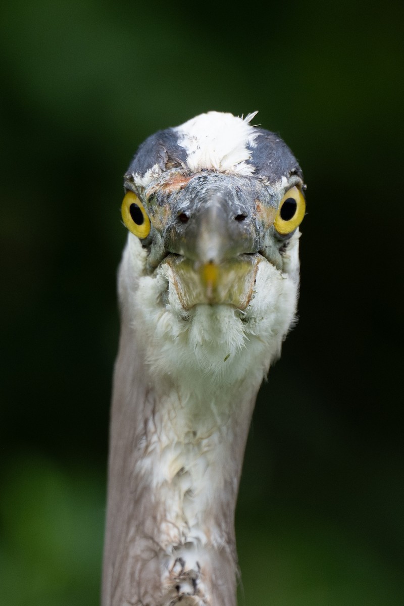 Great Blue Heron - ML620612659