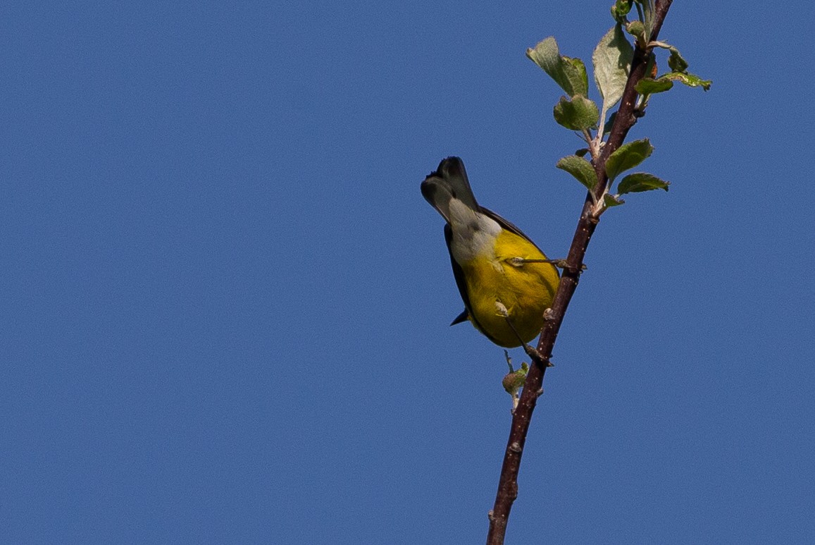 Blue-winged Warbler - ML620612661