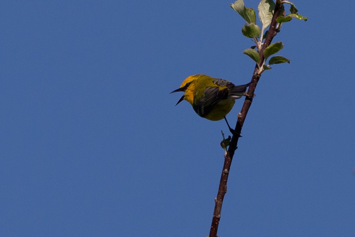 Blue-winged Warbler - ML620612662