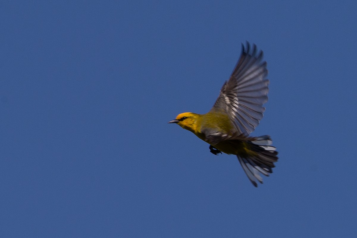 Blue-winged Warbler - ML620612663