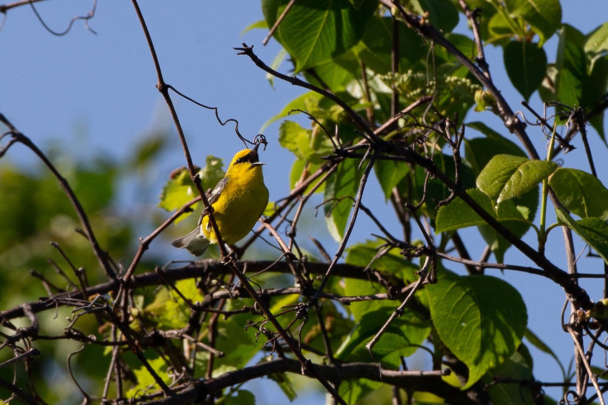 Blue-winged Warbler - ML620612666