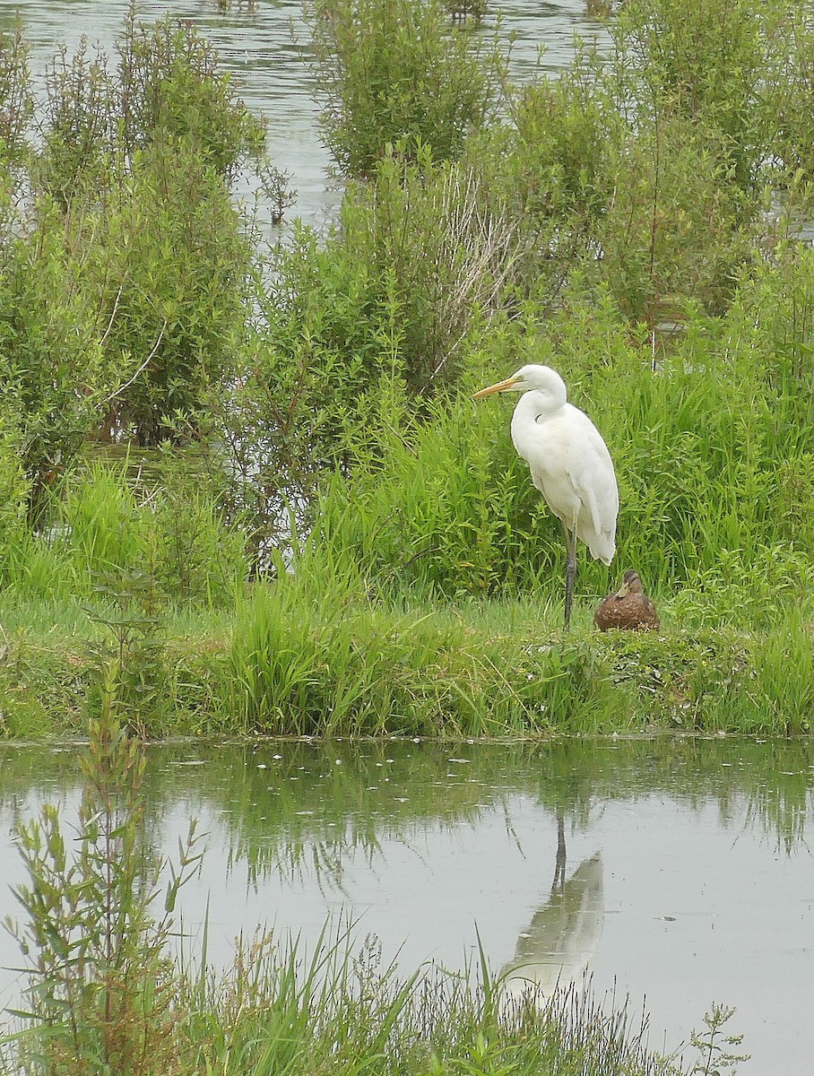 Great Egret - ML620612669