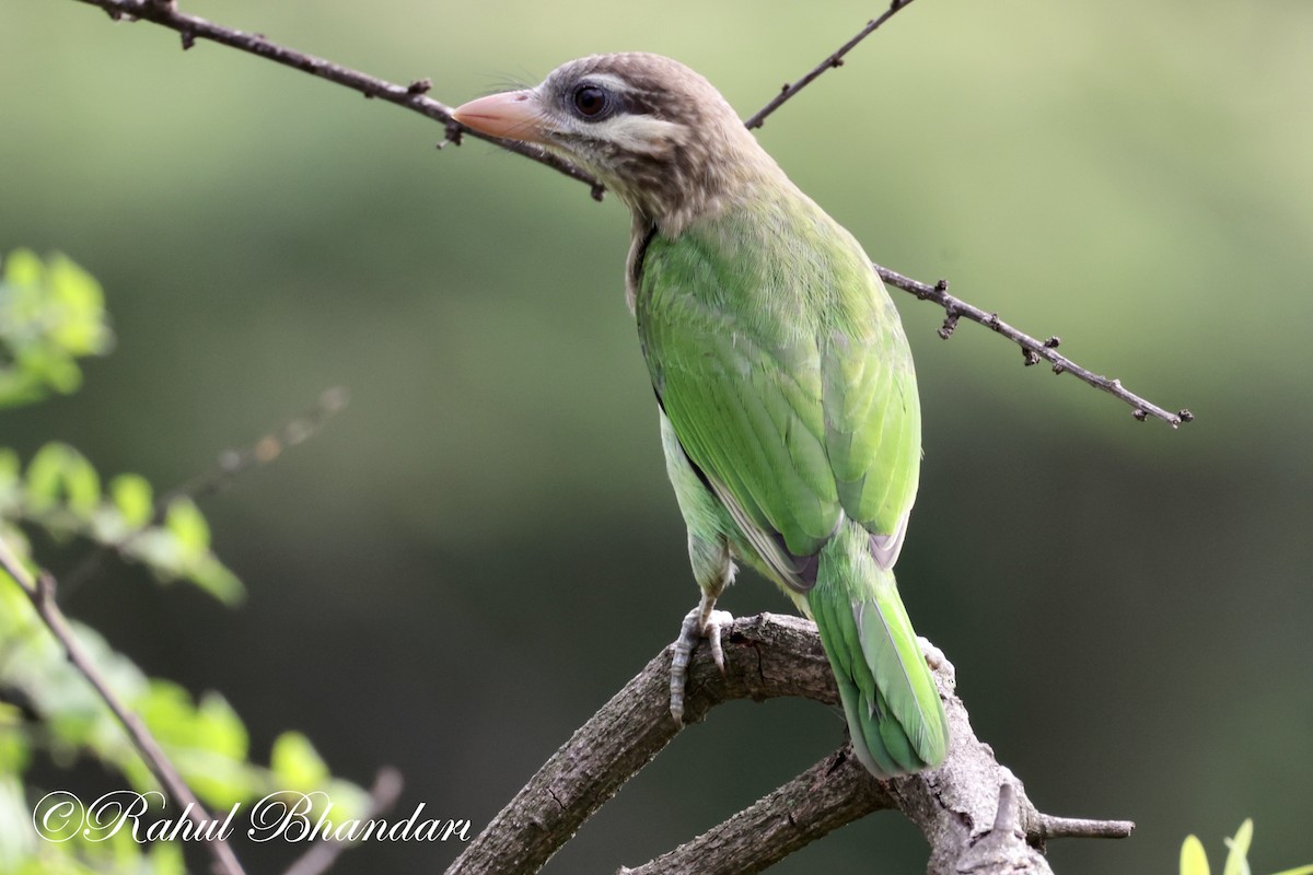 White-cheeked Barbet - ML620612674