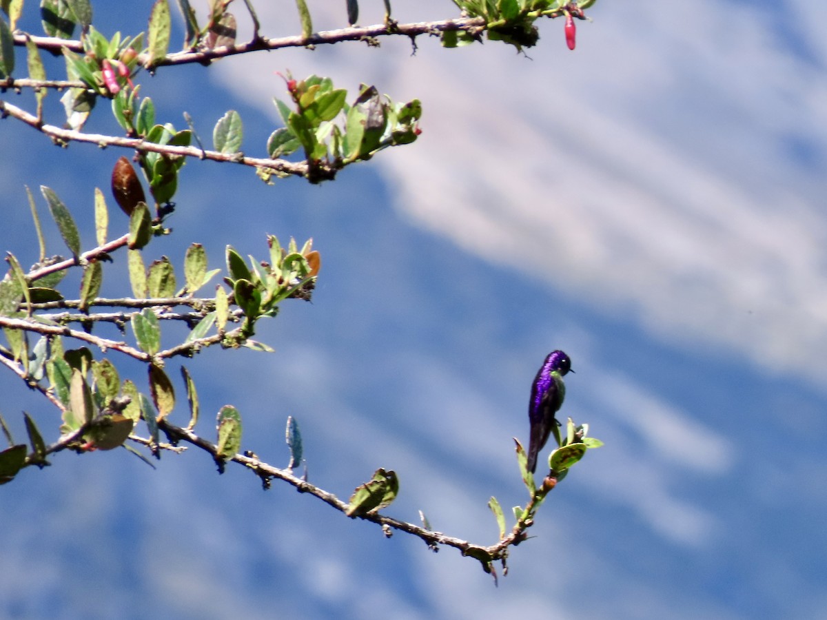 Purple-backed Thornbill - ML620612677