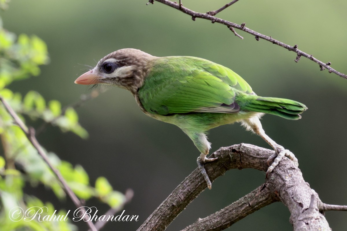 White-cheeked Barbet - ML620612678