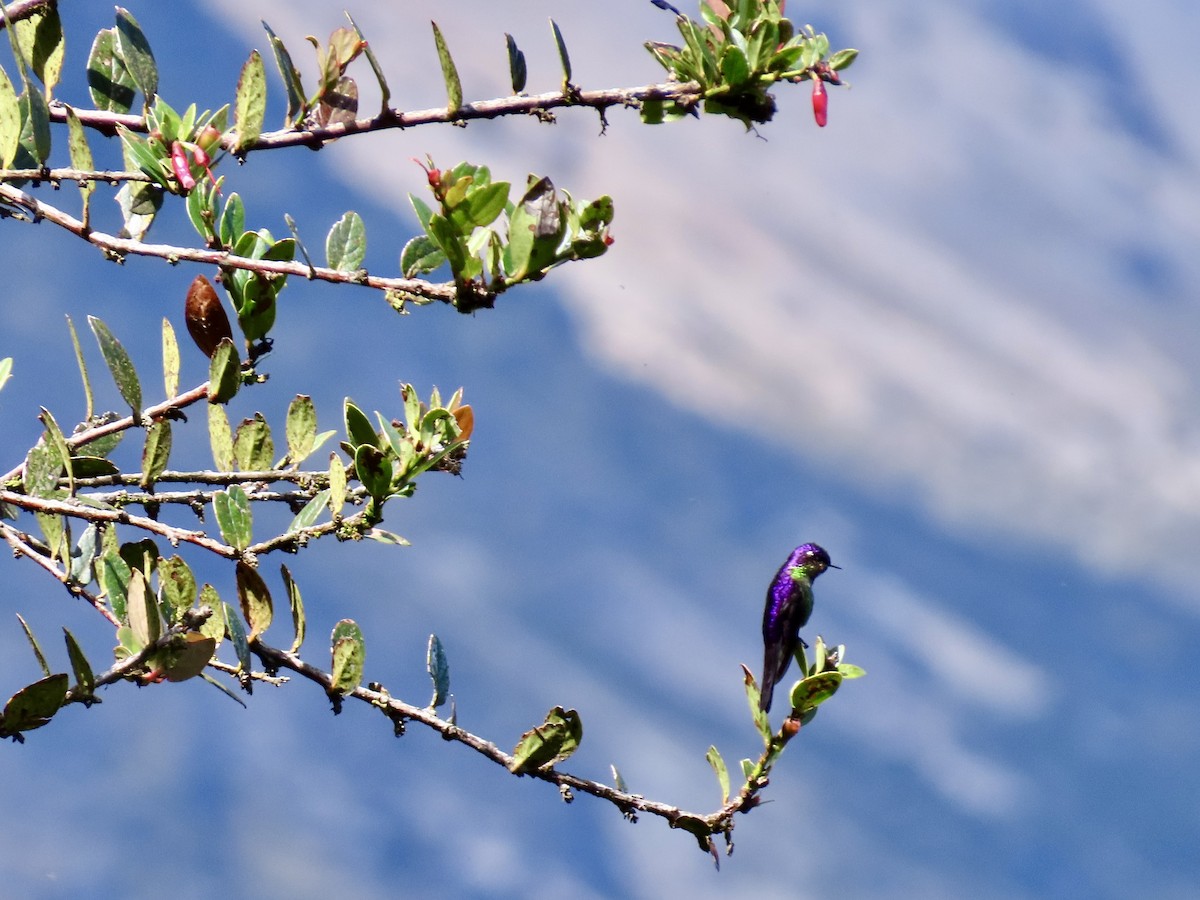 Purple-backed Thornbill - ML620612679