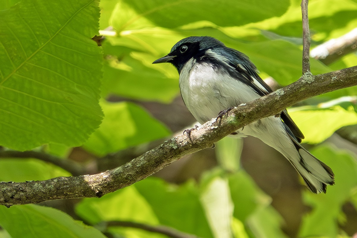 Black-throated Blue Warbler - ML620612682