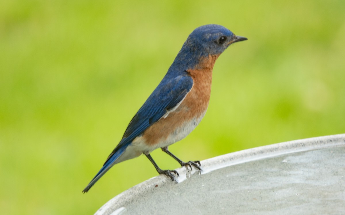 Eastern Bluebird - Gale VerHague